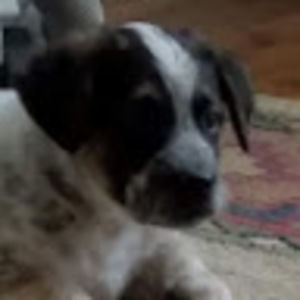 Meet your Posher, Patty